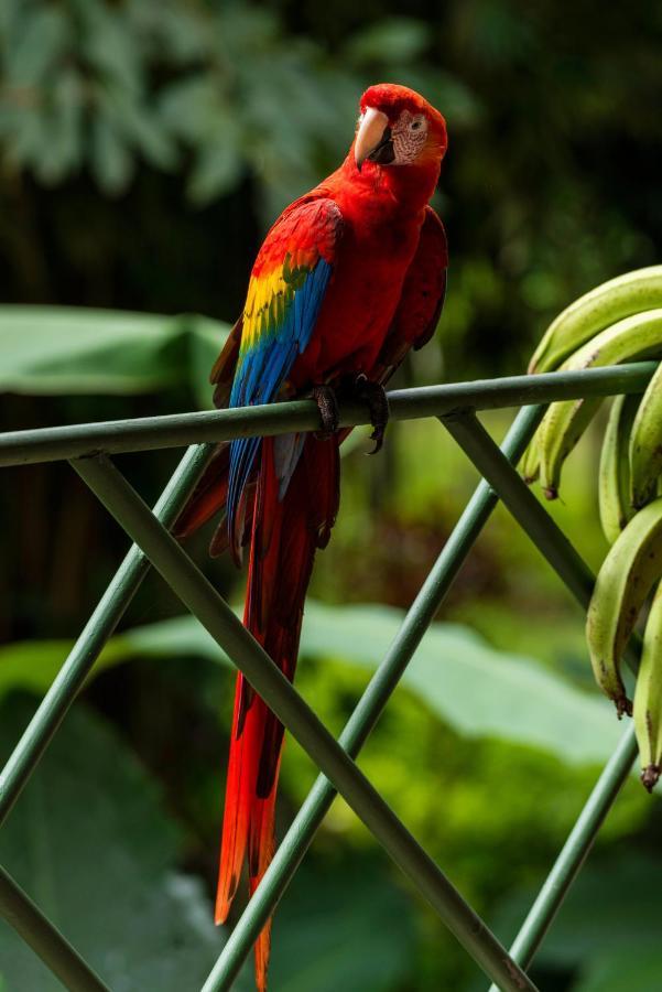 Tabulia Tree Hotel Nationalpark Manuel Antonio