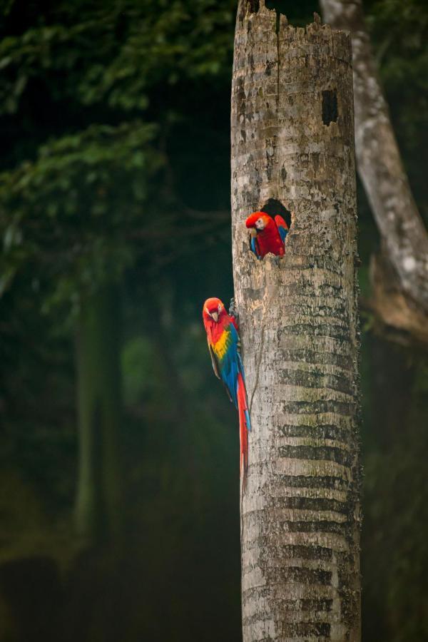 Tabulia Tree Nationalpark Manuel Antonio